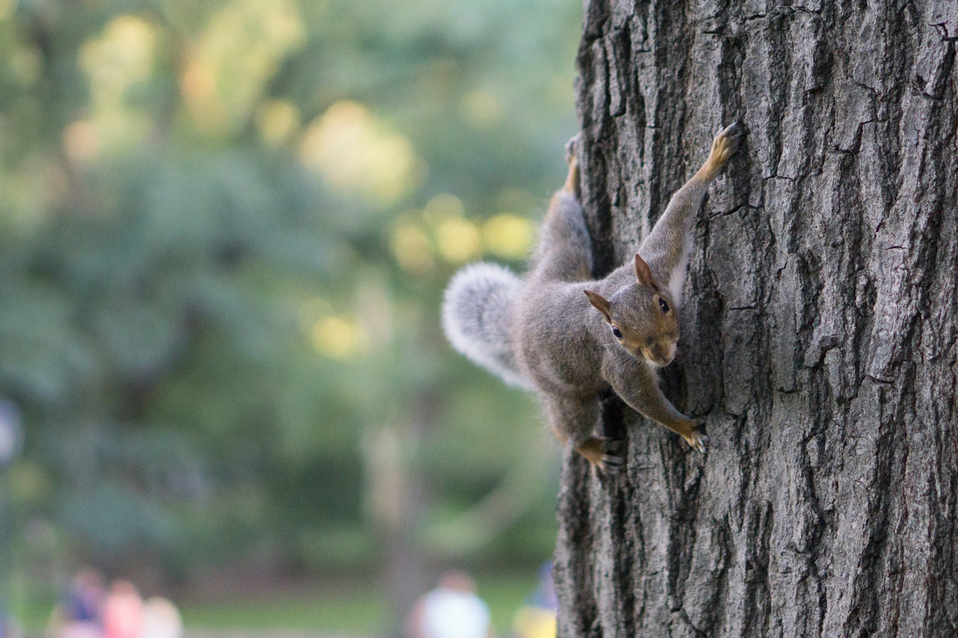 A squirrel clinging sideways to a tree trunk